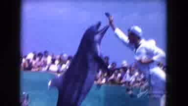 Miami Florida USA (1960): Pair Of Dolphins Jumping For Fish On A Sunny Day