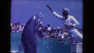 Miami Florida USA (1960): Dolphin Jumping Out Of Pool To Take Food From Trainers