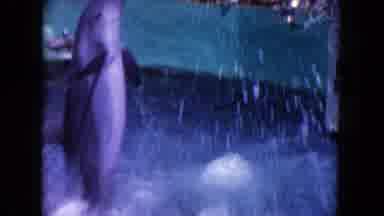 Miami Florida USA (1960): A Lot Of People Watching Dolphins Jumping Around In