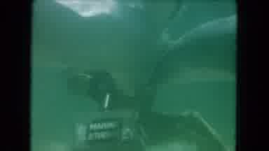 Miami Florida USA (1960): Scuba Diver Feeding Dolphins And Fish While In An