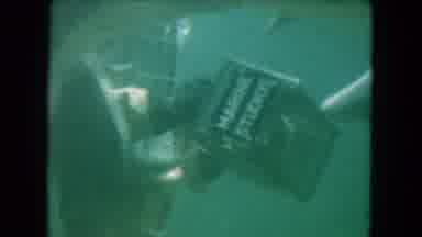 Miami Florida USA (1960): Adult In A Diving Suit Feeding Fish To Dolphins