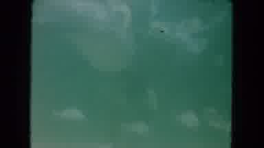 Miami Florida USA (1960): The Fishes Are Swim In The Poolit Search Food For Every