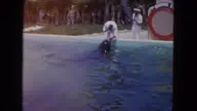 Miami Florida USA (1960): The Dolphin Is In The Swimming Pool Playing With Person