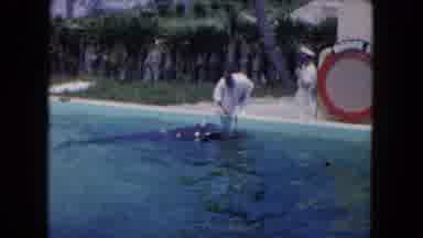 Miami Florida USA (1960): A View Of Men Feeding And Playing With A Dolphin
