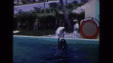 Miami Florida USA (1960): A Man Brushes The Teeth Of A Whale In A Large Tank Near