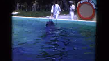 Miami Florida USA (1960): The Dolphin Are Roaming Around The Water And The Man