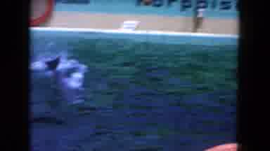 Miami Florida USA (1960): A Dolphin Performing Tricks With A Ball For An