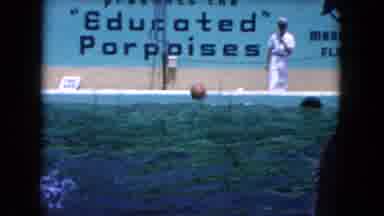 Miami Florida USA (1960): A Dolphin In A Pool That Is Being Trained To Shoot A