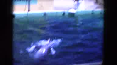 Miami Florida USA (1960): Two Trained Dolphins Performing Tricks During A Show At