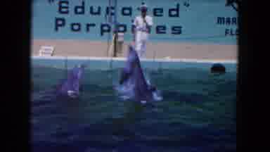 Miami Florida USA (1960): Two Trained Dolphins Performing Tricks Jumping Out Of