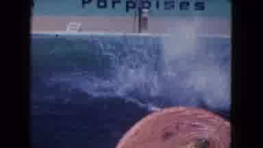 Miami Florida USA (1960): The Dolphin Are Roaming And Jumping Around The Water And