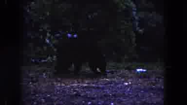 Miami Florida USA (1960): Bear Walks Peacefully Through Park In Conservation Area