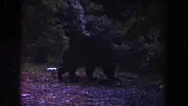 Miami Florida USA (1960): A Bear By The Road And Children On A Horse