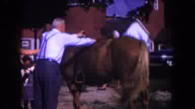 Miami Florida USA (1960): A Old Gentleman Getting Ready To Get In A Saddle On A