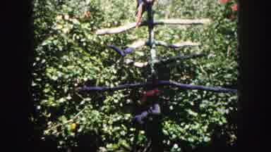 Tampa Florida USA-1960: Colorful Parrot Walking On Path In Natural Habitat