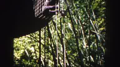 Tampa Florida USA (1960): It Is The Beautiful Place Look Like A Very Nature Place