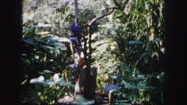 Tampa Florida USA (1960): Beautiful Blue Birds Sit Up In The Trees With Green