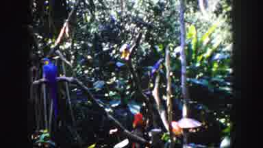 Tampa Florida USA (1960): Parrots In A Tropical Rainforest Hanging Out On Tree
