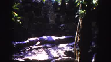 Tampa Florida USA (1960): It Was Scary To See The Crocodile Lying In That Mound
