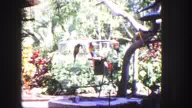 Tampa Florida USA (1960): The Colorful Birds Are In The Cage Isn't Enjoying