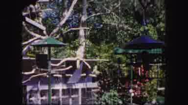 Tampa Florida USA (1960): Field Research In The Jungle