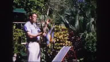 Tampa Florida USA (1960): Young Man Carelessly Swings Colourful Parrots As A Trick