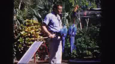 Tampa Florida USA (1960): Two Blue Parrots Fly Away From A Zookeeper's Stick And