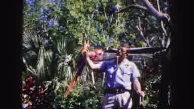 Tampa Florida USA (1960): Man Standing In The Woods While Macaws Land On His Arm
