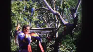 Tampa Florida USA (1960): Man With Birds In Very Beautiful Tropical Paradise With