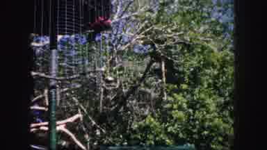 Tampa Florida USA (1960): The Bird Is Doing It Is Sit In The Person Shoulder Look