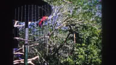 Tampa Florida USA (1960): Parrots Playing In A Nature Reserve While A Man Walks