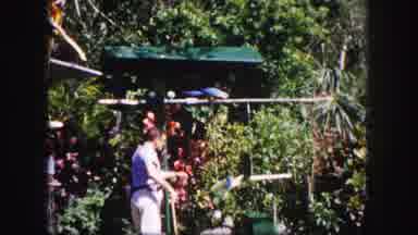 Tampa Florida USA (1960): Man Spends Time With Birds In Lovely Garden