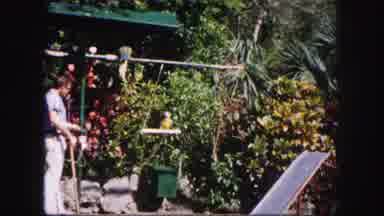 Tampa Florida USA (1960): Parrot Swinging Beautifully And One Person Is Seeing The