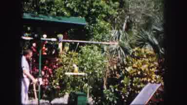 Tampa Florida USA (1960): It Is Beautiful To See A Person Watching That Parrot