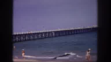 Tampa Florida USA (1960): View Of A Large Fishing Platform On A Very Pleasant