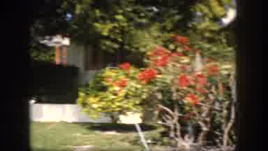 Tampa Florida USA (1960): Garden Rose Bush Lemon Tree Women And Man Picking Lemons