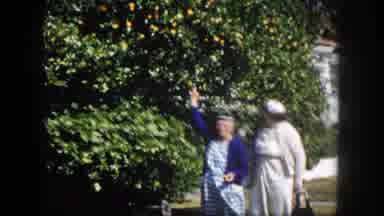 Tampa Florida USA (1960): Two Women Point At Green Citrus Tree On A Sunny Day