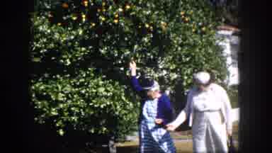 Tampa Florida USA (1960): Old Woman In Nature
