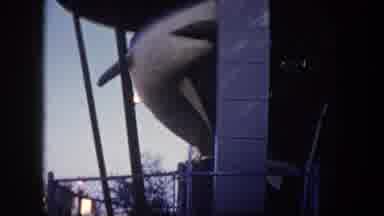 Tampa Florida USA (1960): The Fish Is Going Very Slowly And Beautiful