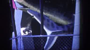Tampa Florida USA (1960): Grey Shark Black Spotted Fish Caged In The Sea Three-Way