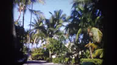 Tampa Florida USA (1960): The Trees And Lands Are Totally Covered With Snow And