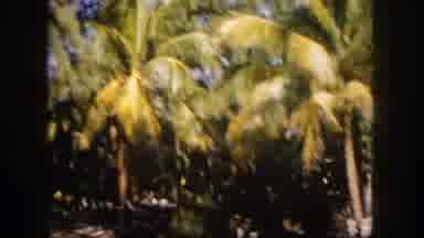 Tampa Florida USA (1960): This Location Is Very Greenish And Enjoyable Place