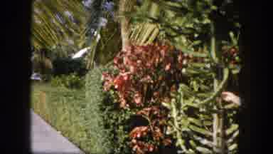 Tampa Florida USA (1960): Person Prunes Plants On A Sunny Street Lined With Palm