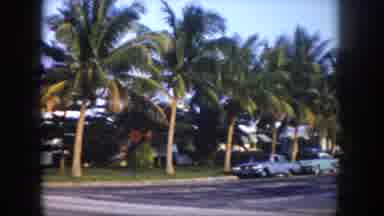 Tampa Florida USA (1960): Palm Trees Along Road