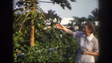 Tampa Florida USA (1960): The Lady Is Seeing And To Say And See The Plant