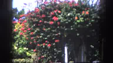 Tampa Florida USA (1960): A Tree With Beautiful Pink Flowers Followed A Shot Of