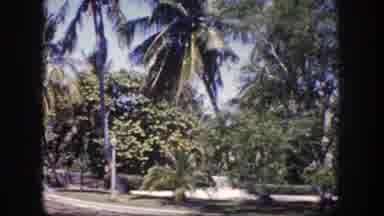 Tampa Florida USA (1960): Palm Trees Water Buildings Touring Around On An Tropical