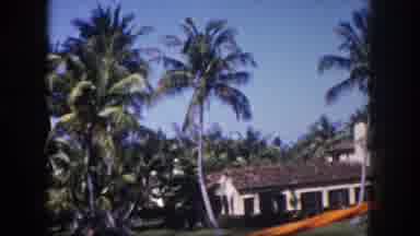 Tampa Florida USA (1960): Palm Trees On The Riverside In A Sunny Neighborhood
