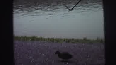 Lynbrook New York (1976): Young Boy In Summer Feeding Ducks At The Water's Edge