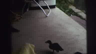 Lynbrook New York (1976): A Duck On A Patio Runs Away As Boys Seated On Chairs